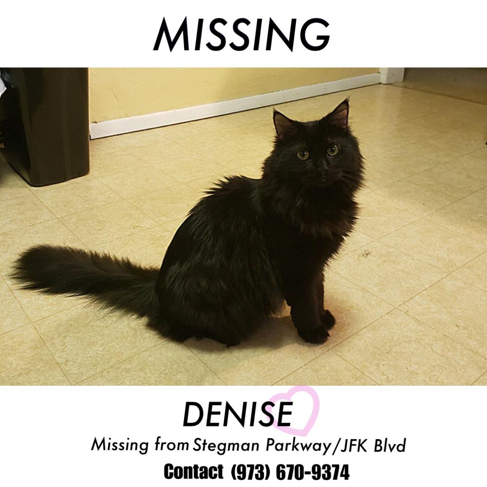 Image of Denise, Lost Cat