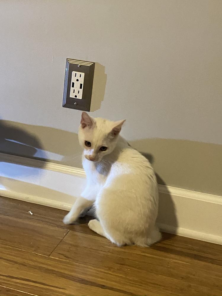 Image of Marshmellow, Lost Cat