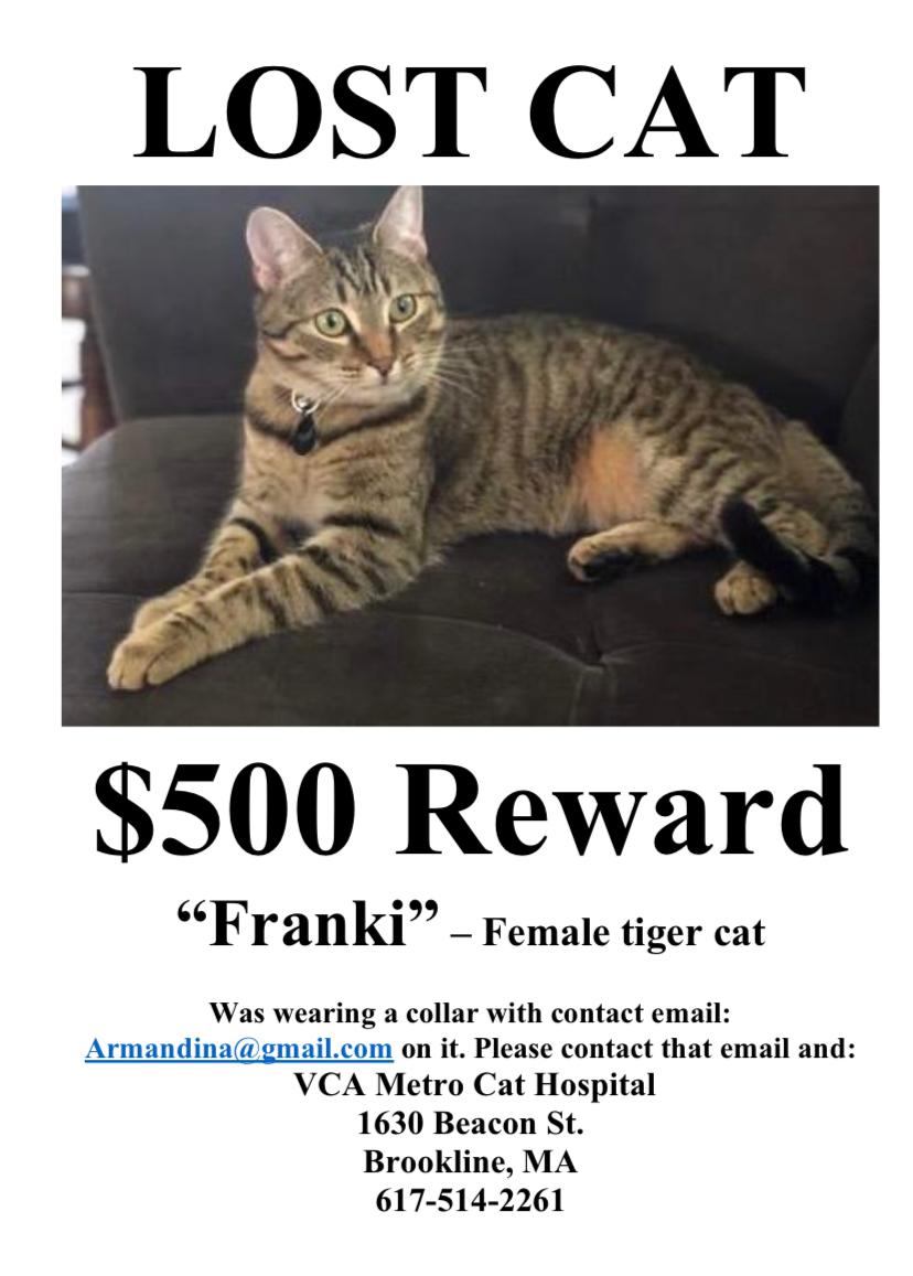 Image of Frankie, Lost Cat