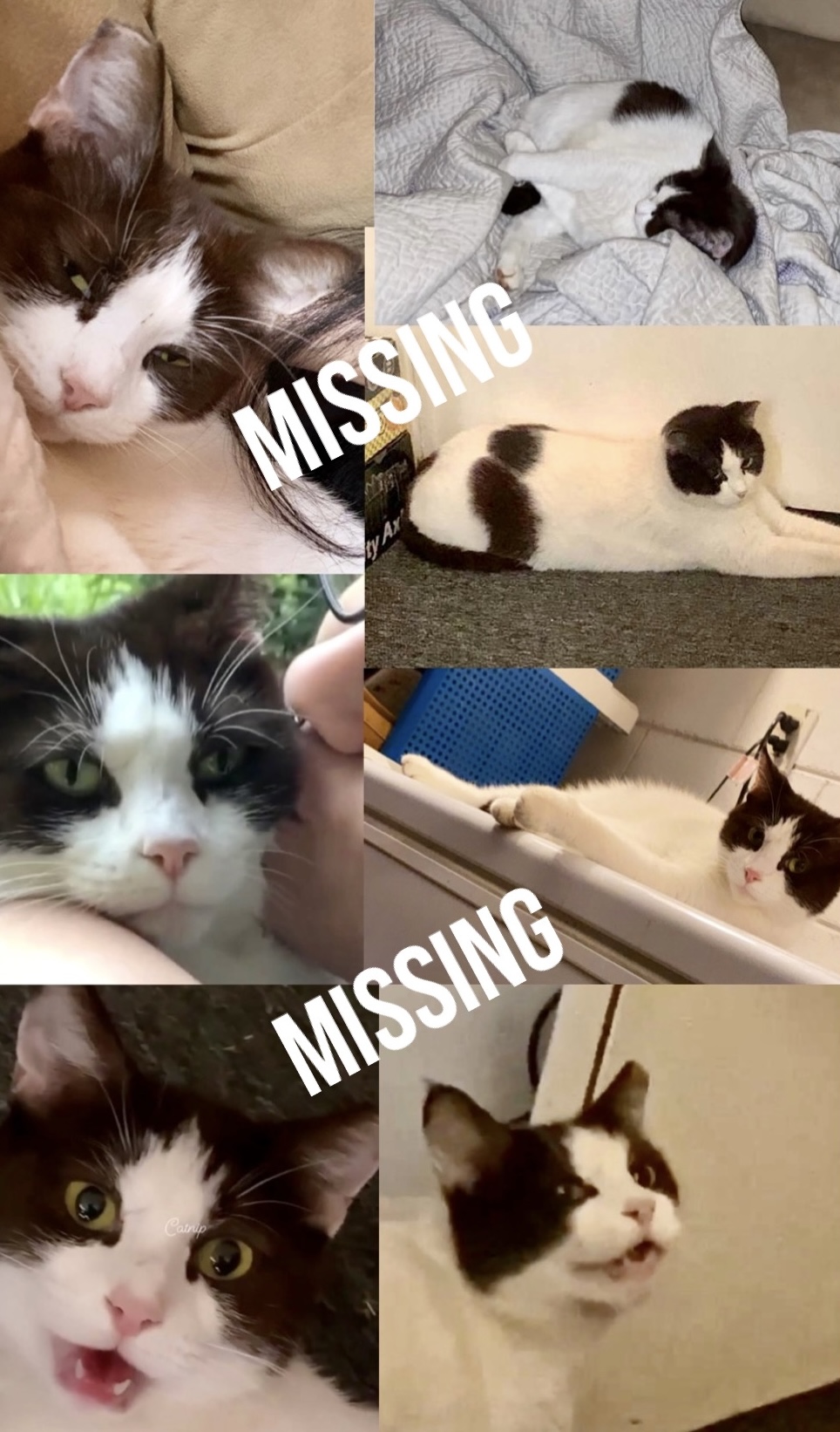 Image of Tink/Tinkerboo, Lost Cat