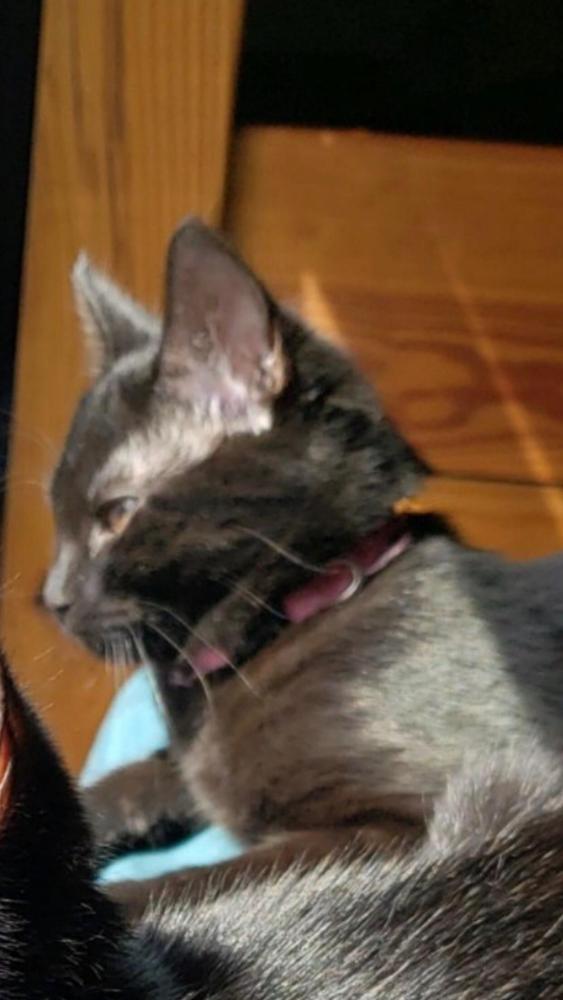 Image of Char, Lost Cat