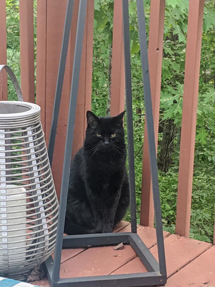 Image of Bee, Lost Cat