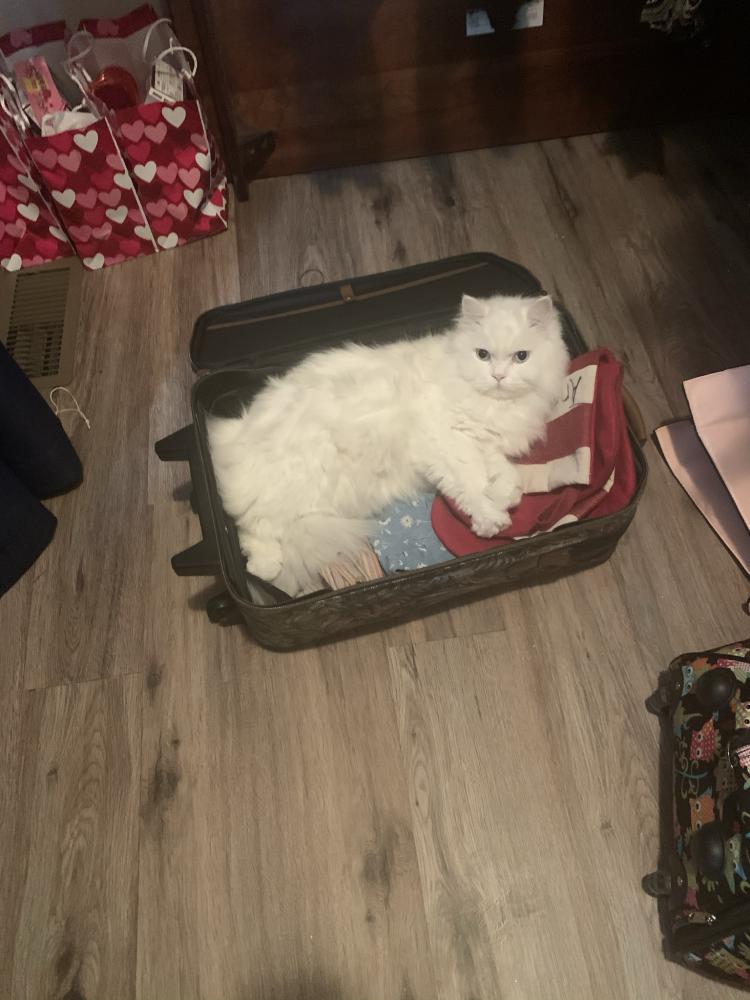Image of Toby - white Persian, Lost Cat