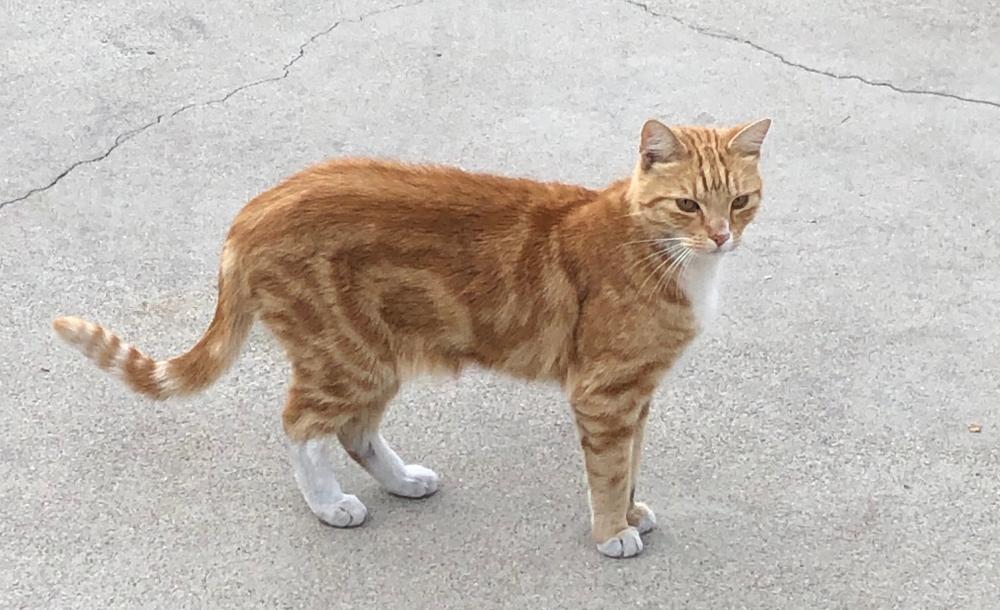 Image of Redford (aka Thomas), Lost Cat
