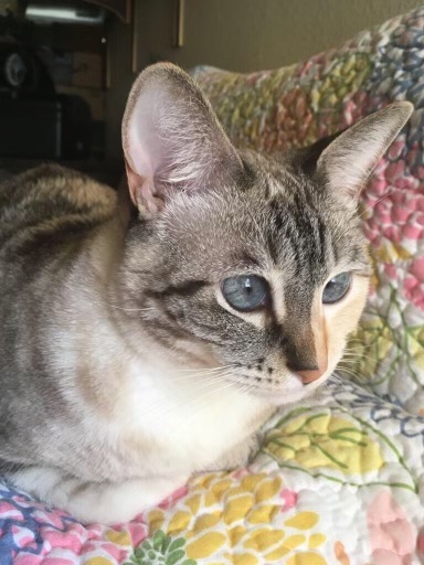 Image of Jasmine, Lost Cat