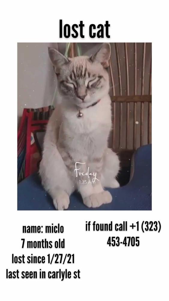 Image of Miclo, Lost Cat