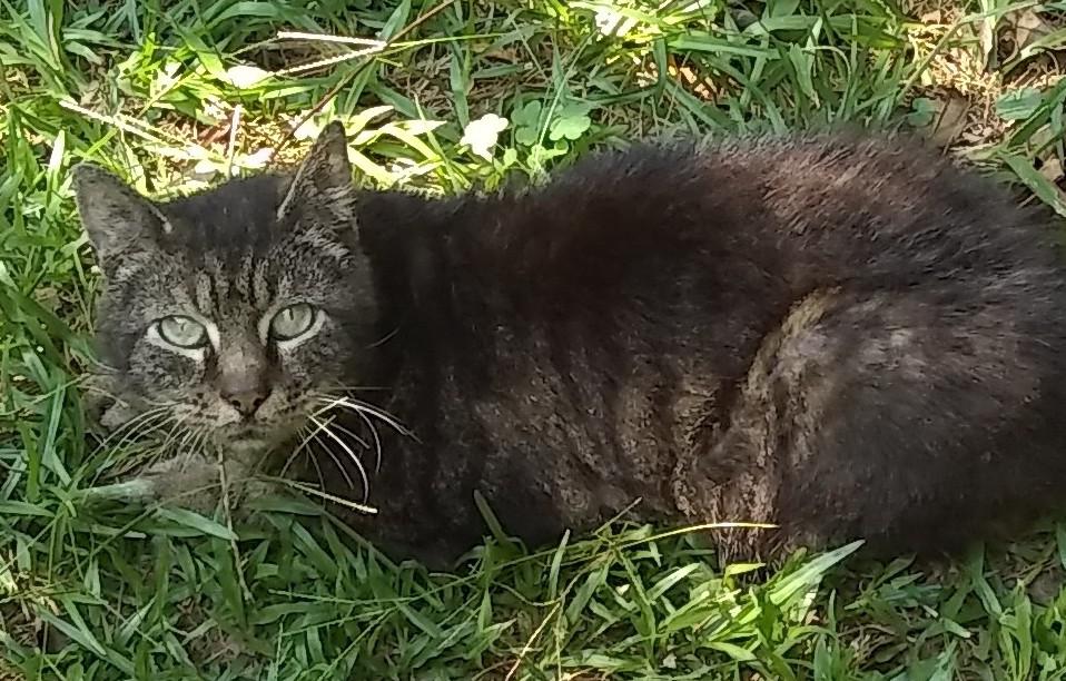 Image of Shy, Lost Cat