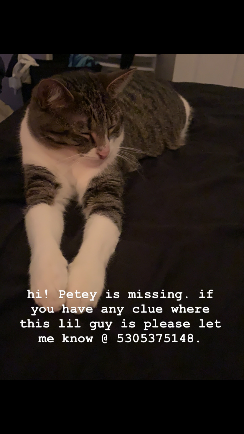 Image of Petey, Lost Cat