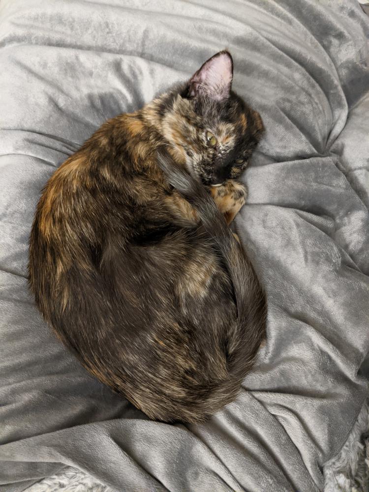 Image of Cinna, Lost Cat