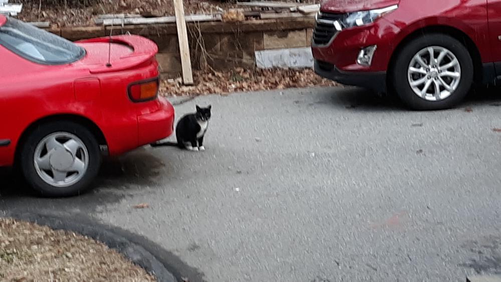 Image of Not sure, Found Cat