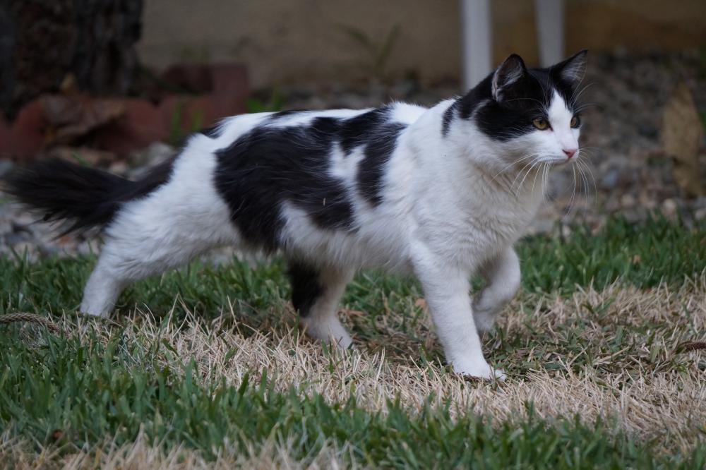 Image of Holstein, Lost Cat