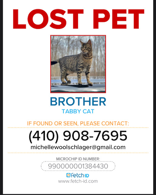 Image of Brother, Lost Cat