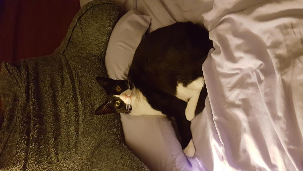 Image of Domino, Lost Cat