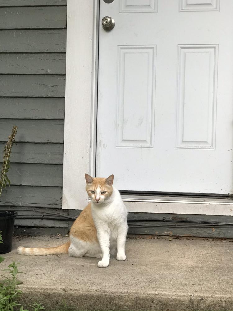 Image of niles, Lost Cat