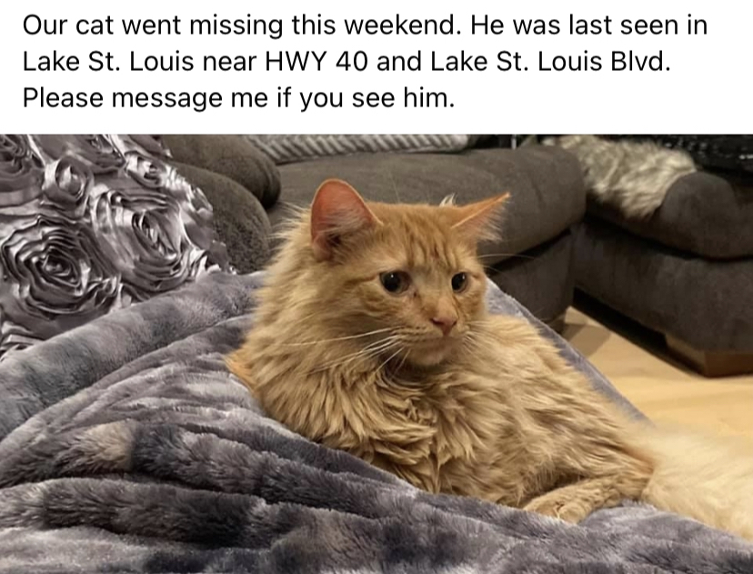 Image of Ernie, Lost Cat