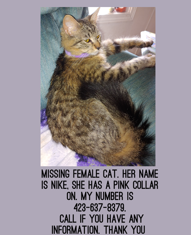 Image of Nike, Lost Cat