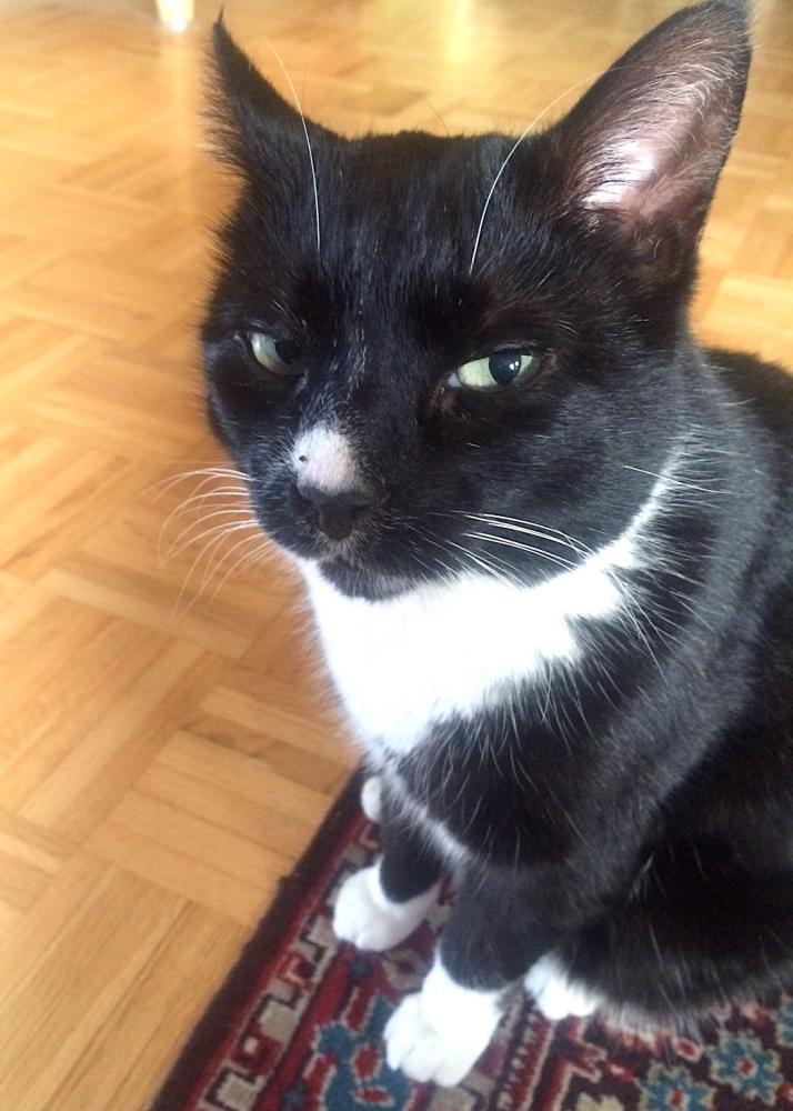 Image of Bosco, Lost Cat