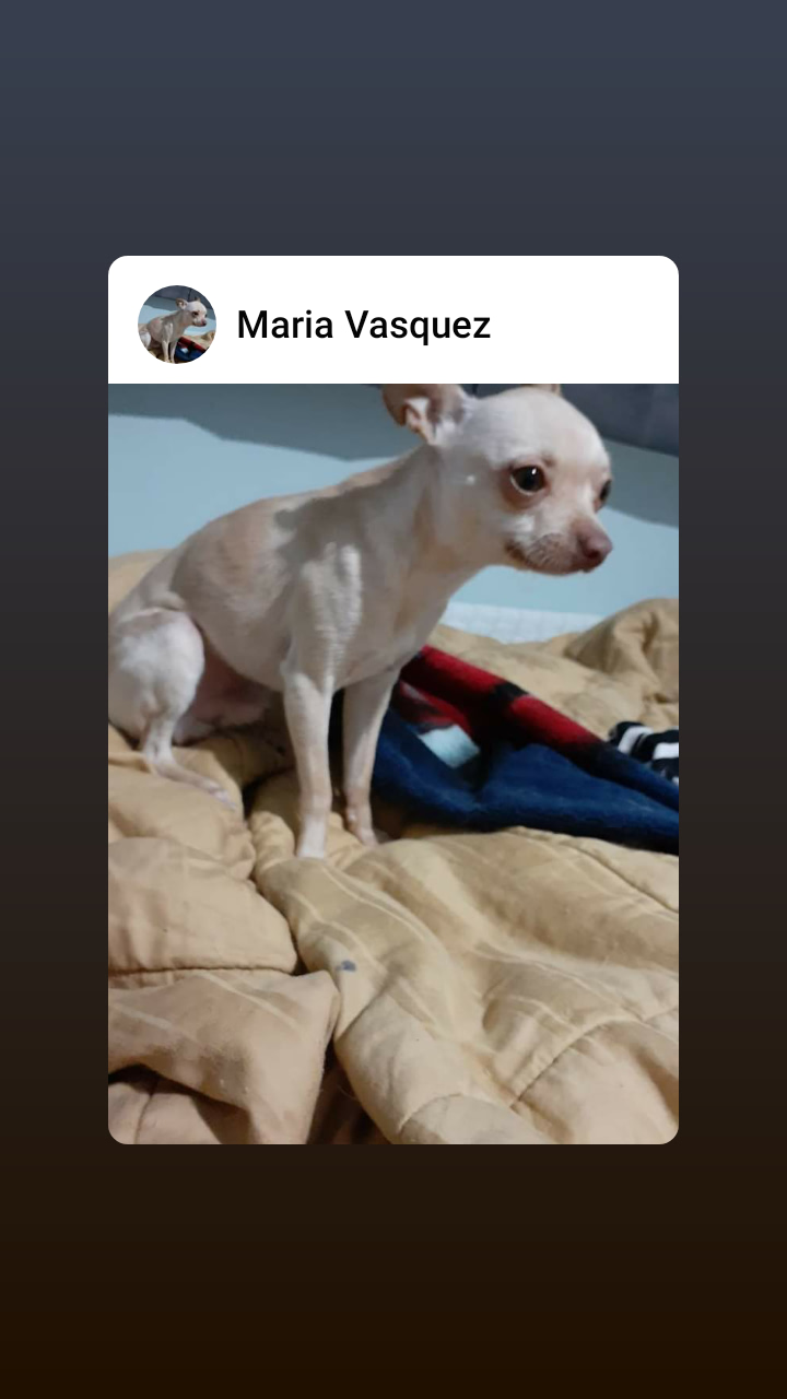 Image of Chiquitin, Lost Dog