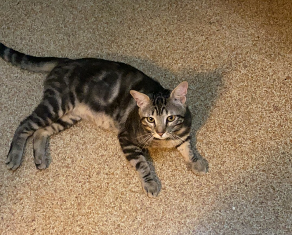 Image of Chashu, Lost Cat