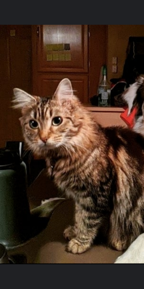 Image of Marnie, Lost Cat