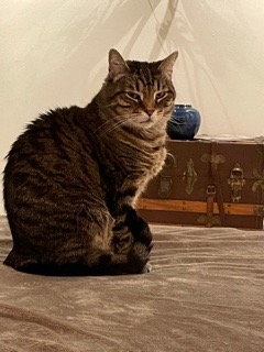 Image of Sheldon, Lost Cat