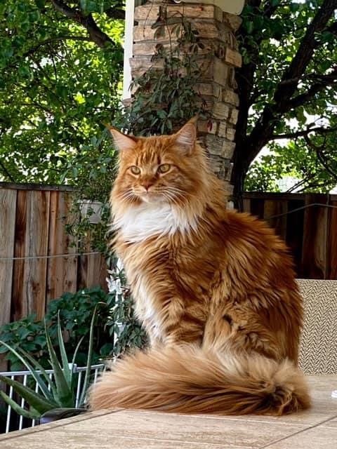 Image of Snarf, Lost Cat