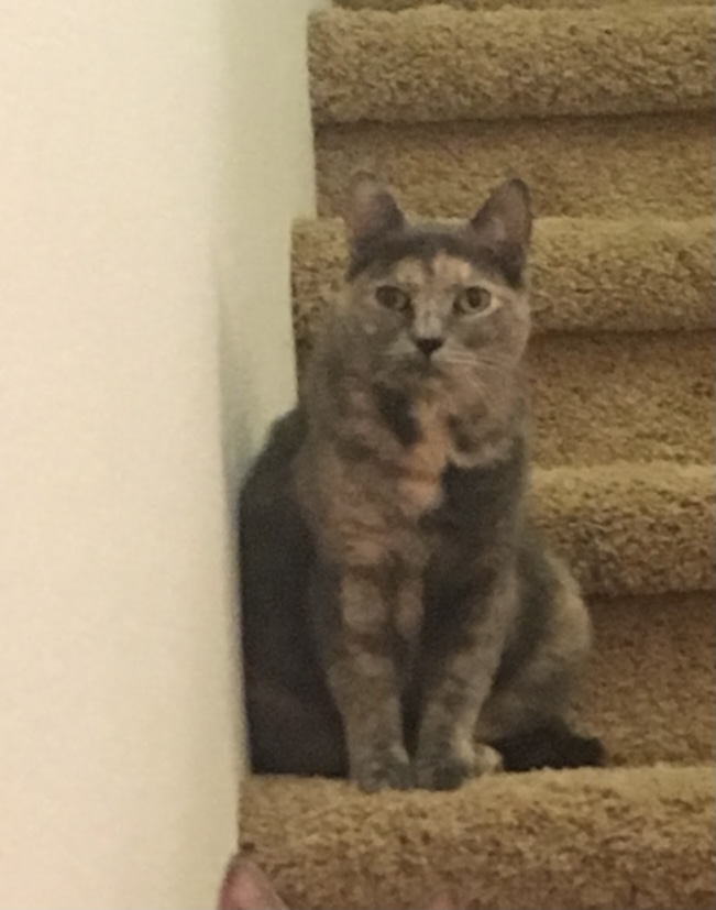 Image of Olianna, Lost Cat