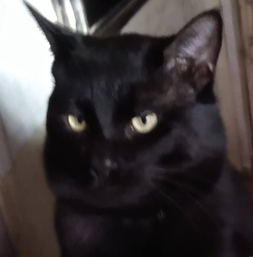 Image of Black, Lost Cat