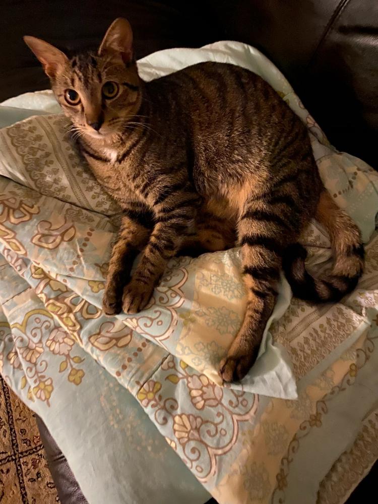 Image of Cosmo Dewey, Lost Cat