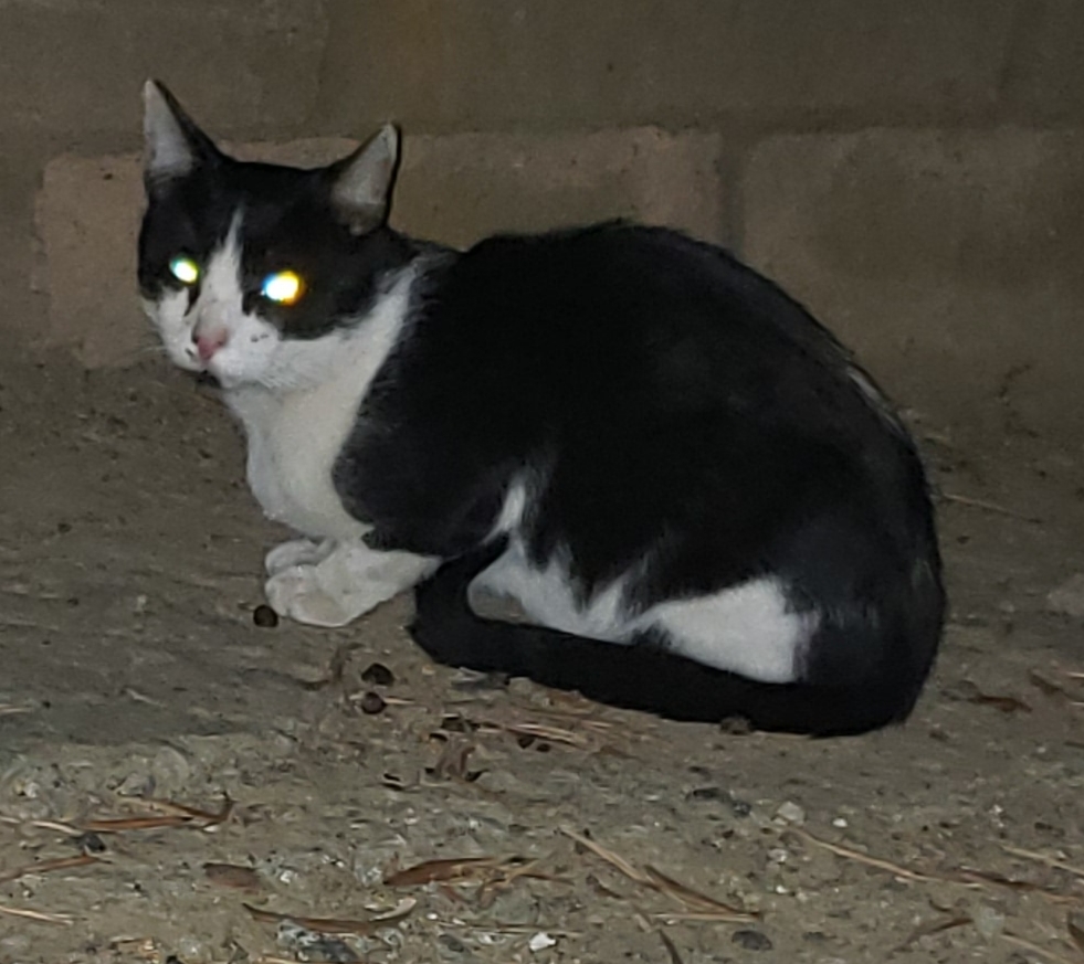 Image of Buddy mojo, Lost Cat