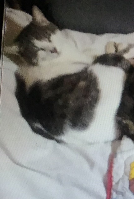 Image of Fat Boy and Ears, Lost Cat