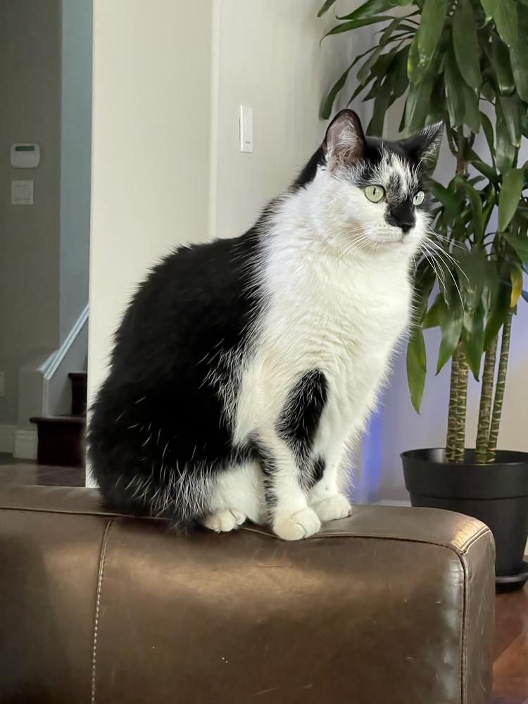 Image of Dotty, Lost Cat