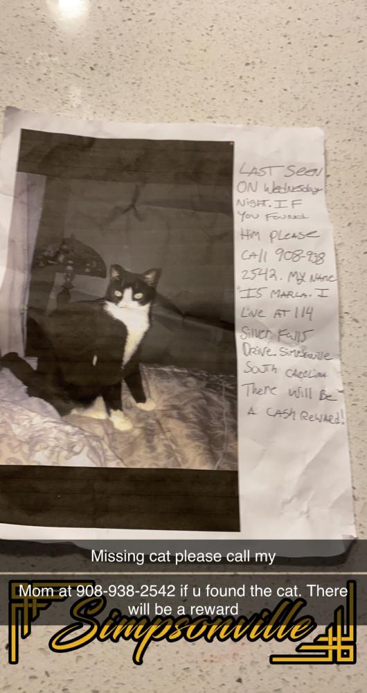 Image of Trooper or Kat, Lost Cat
