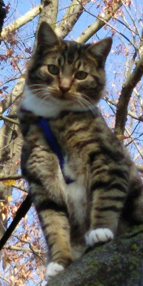 Image of Lynyrd Skynyrd, Lost Cat