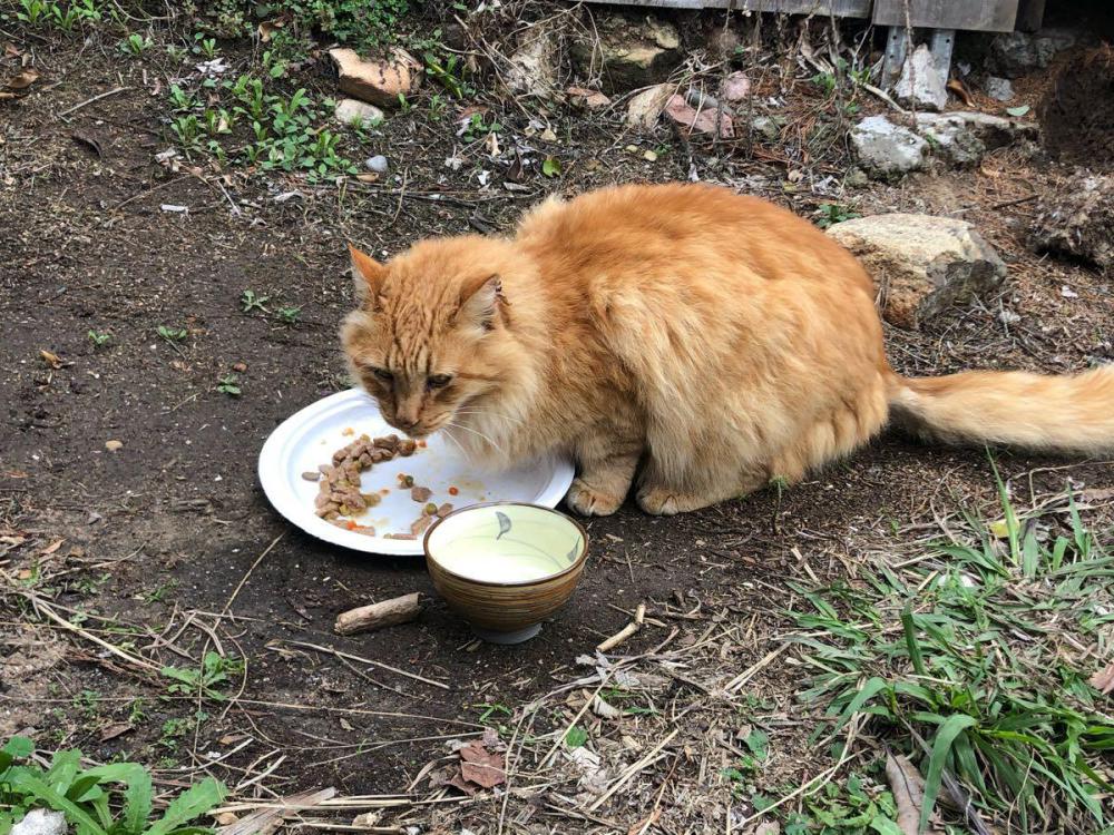 Image of Orange Cat, Found Cat