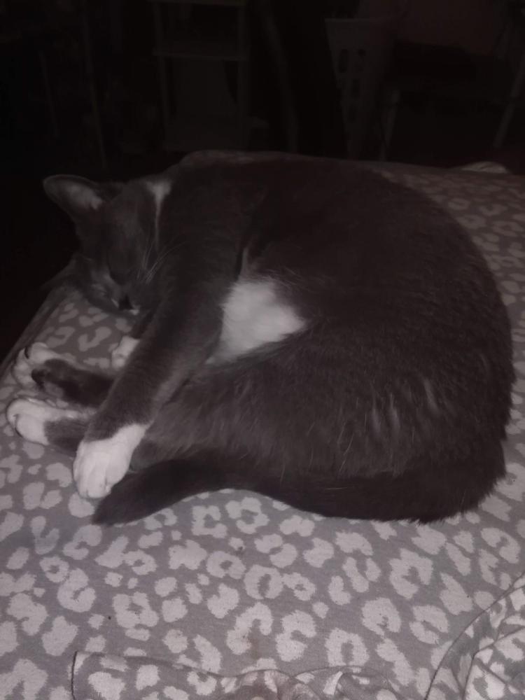Image of Pheobe, Lost Cat