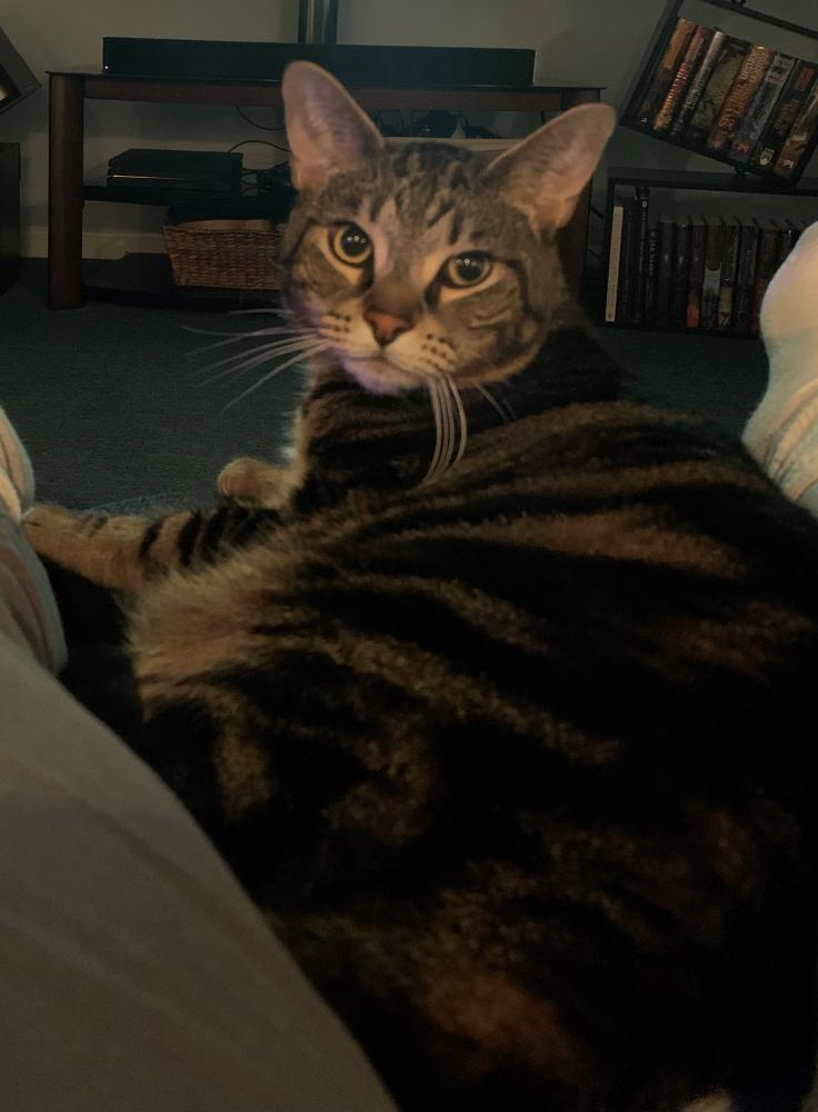 Image of Tavi, Lost Cat