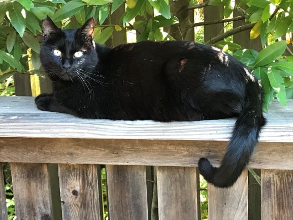 Image of Dickens, Lost Cat