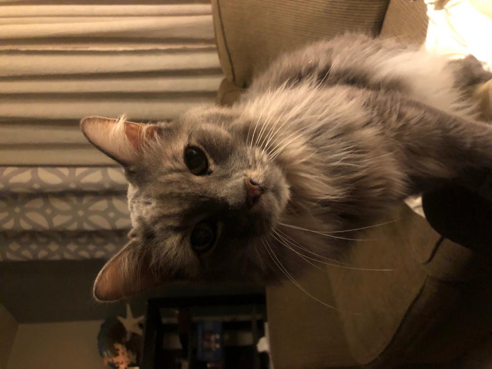 Image of Cooper, Lost Cat