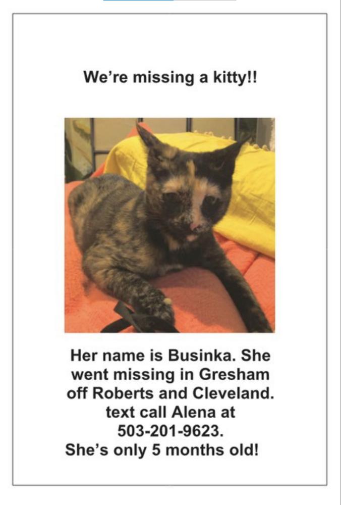 Image of Businka, Lost Cat