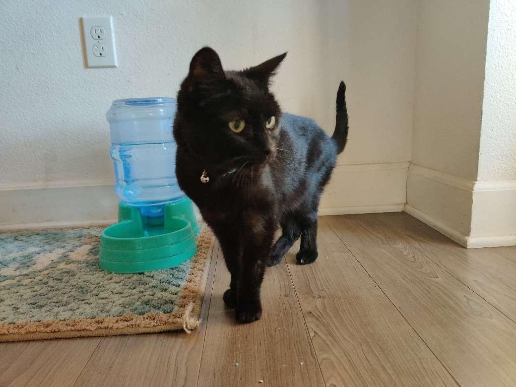 Image of SNICKERS (black cat), Lost Cat