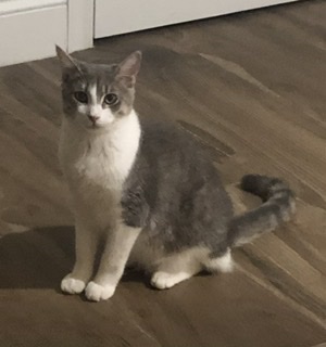 Image of Beetee, Lost Cat