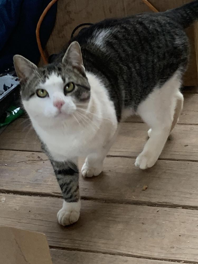 Image of Pooshie, Lost Cat