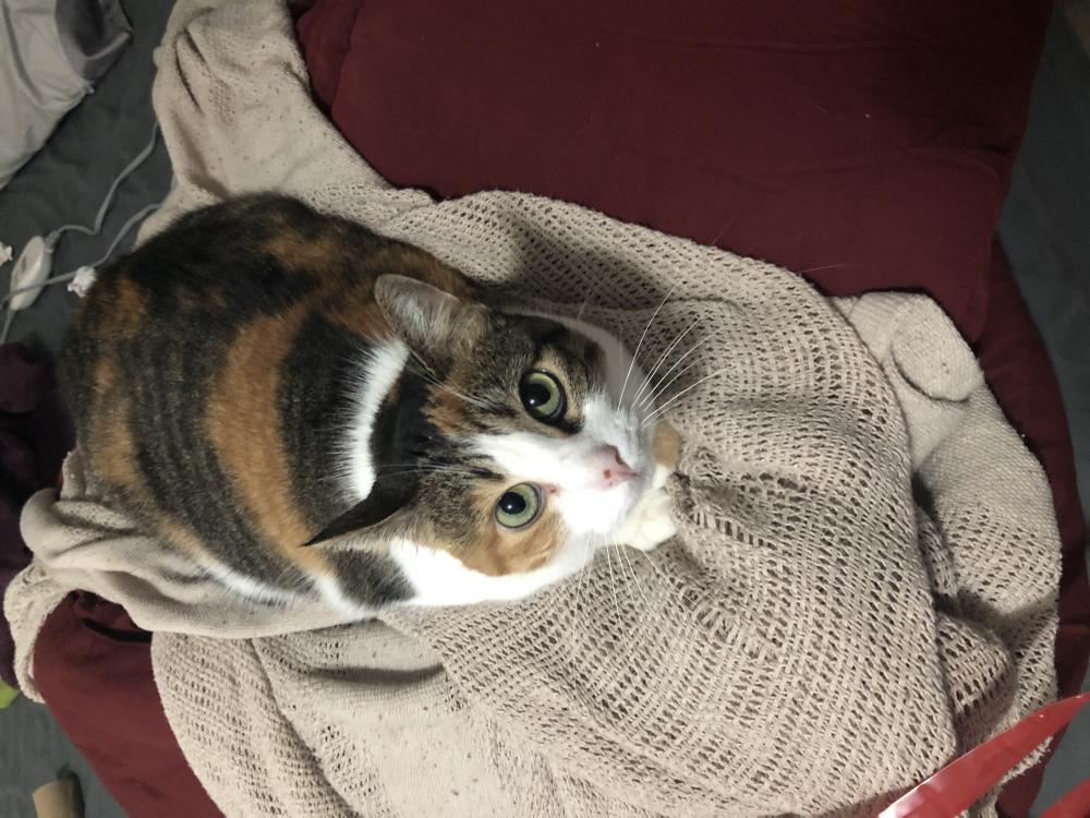 Image of Eva, Lost Cat