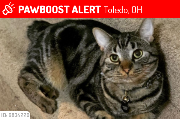 Image of Roswell, Lost Cat