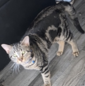 Image of Mow mow, Lost Cat