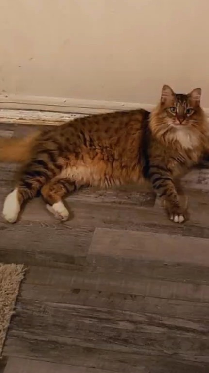 Image of Fat Cat, Lost Cat