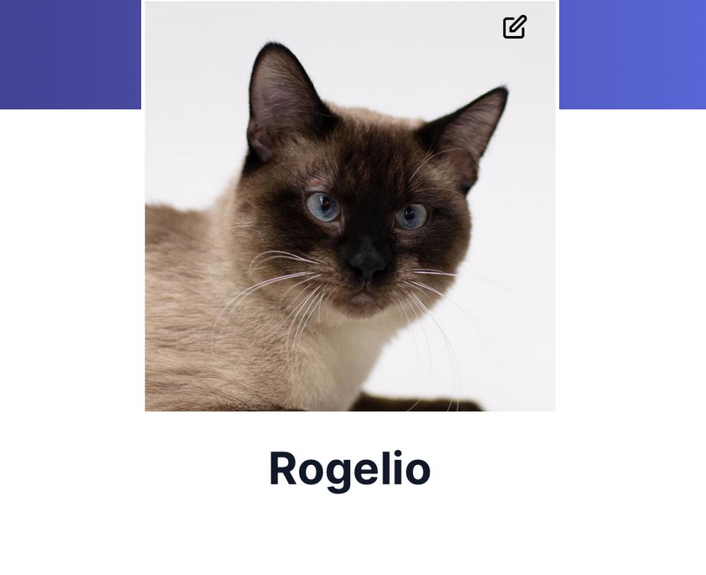 Image of Rogelio, Lost Cat