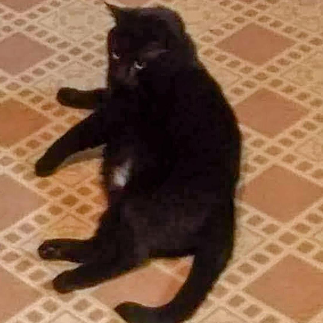 Image of Blackie, Lost Cat