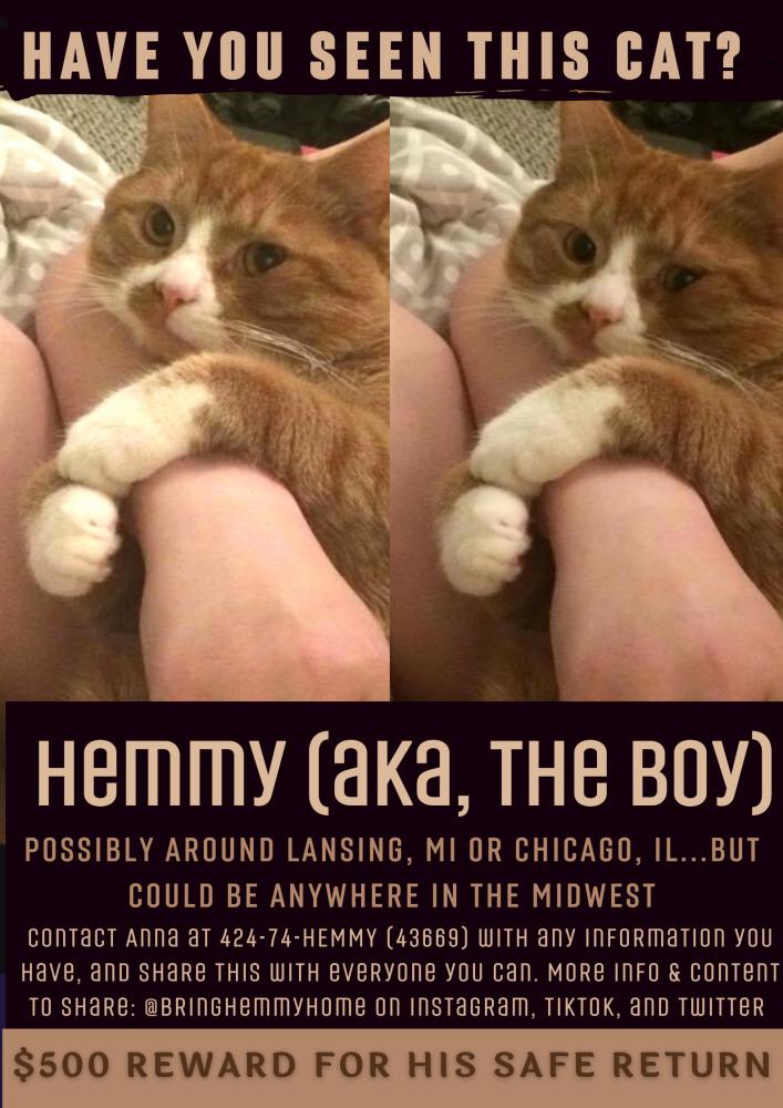 Image of hemmy, Lost Cat